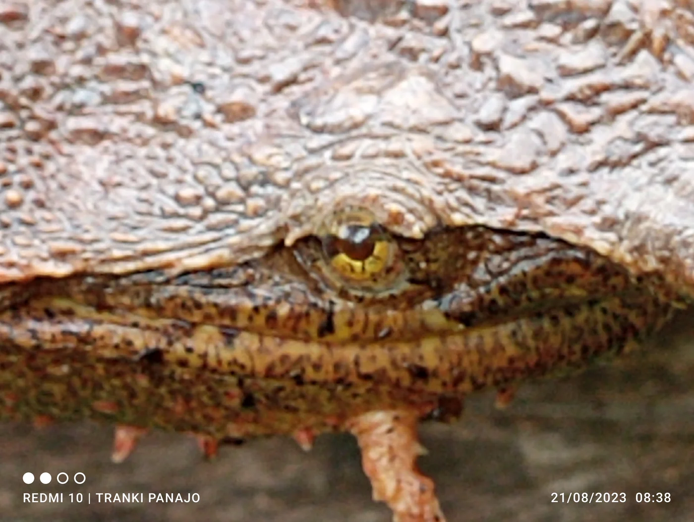 Fauna del río