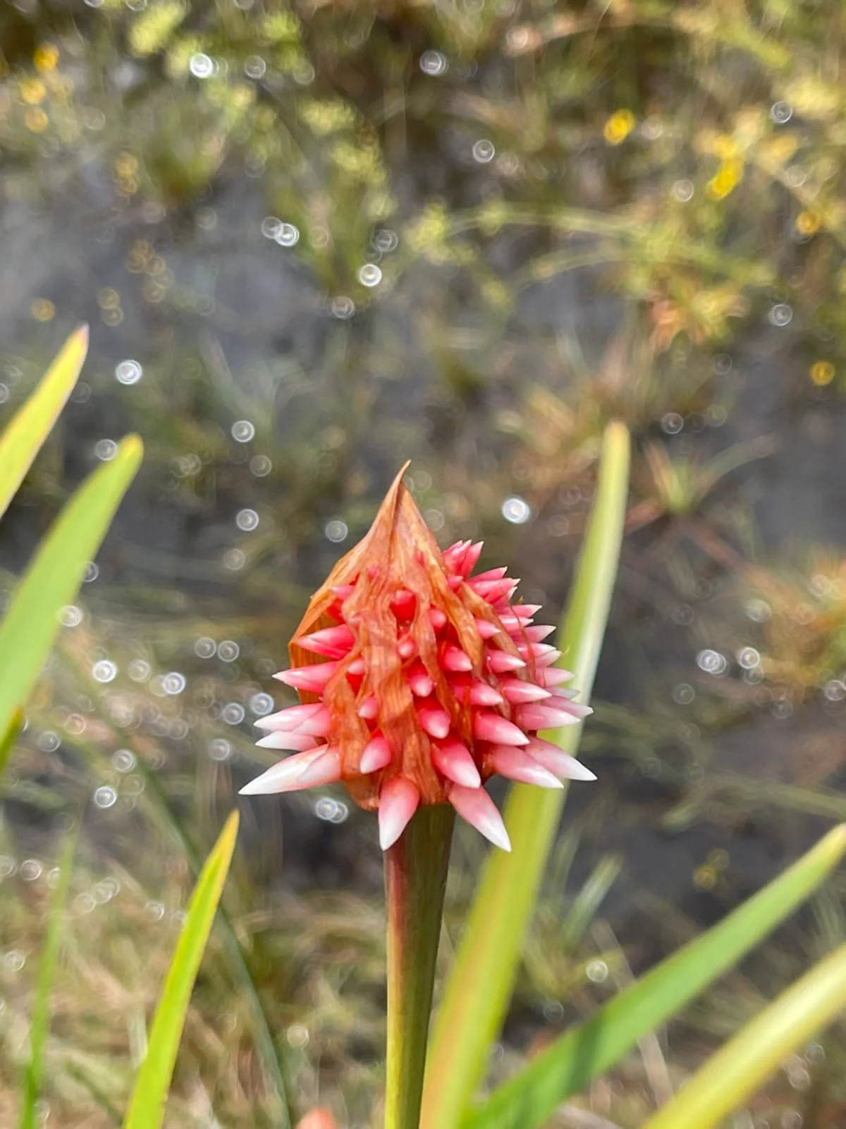 Flora nativa