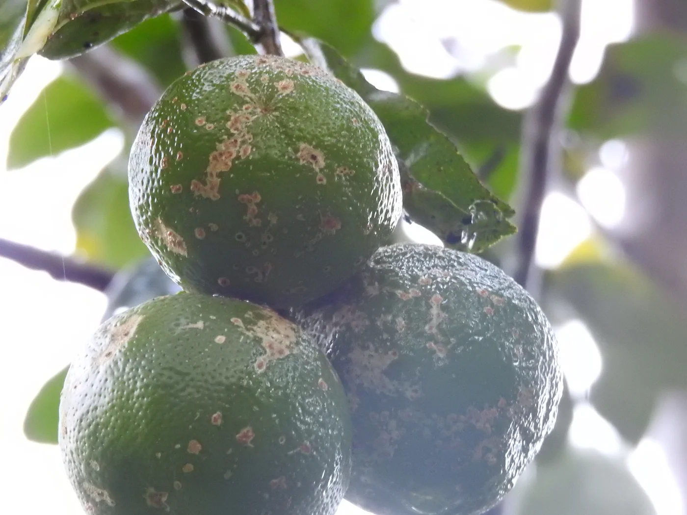 Frutos de la selva