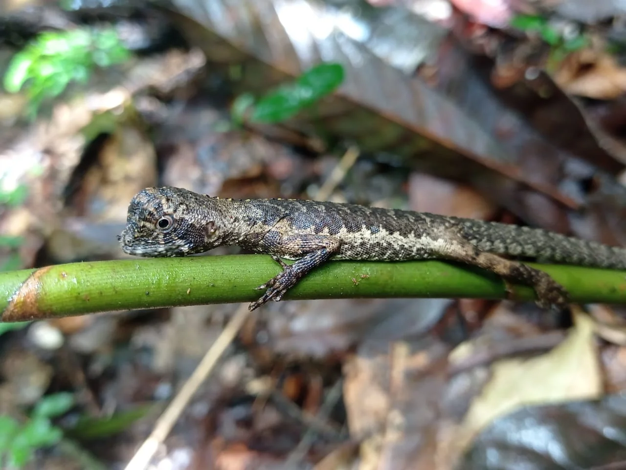 Reptiles de la selva